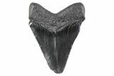 Serrated, Juvenile Megalodon Tooth - South Carolina #362211-1